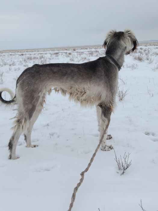 Тазы сатылады рабочи
