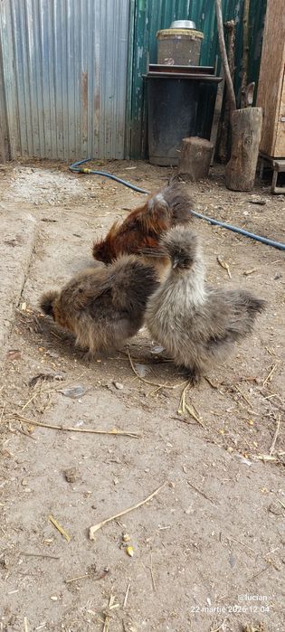 Motata japoneza familie 2+1