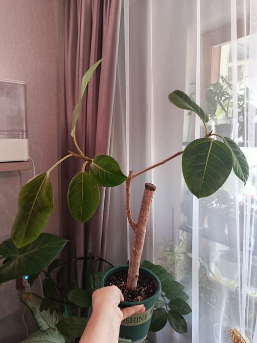 Большой выбор цветов .