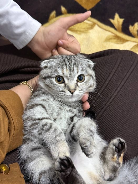 Висло ухо британский