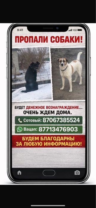 Пропали 2 собаки.