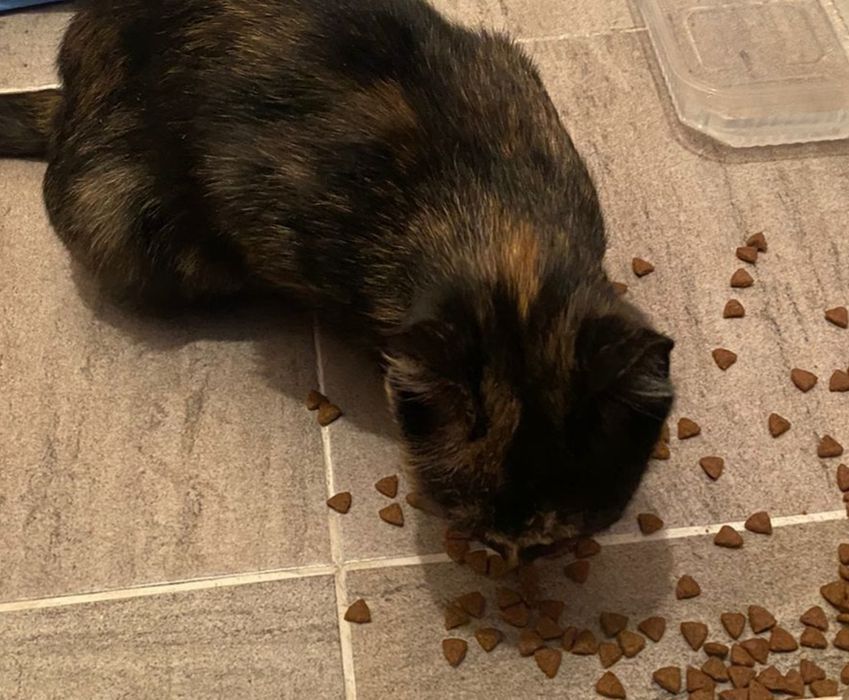 Отдам кошечку в  добрые руки