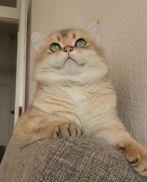 Чистокровные шиншиллы