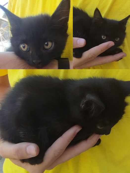 Котёнок в самые добрые руки.