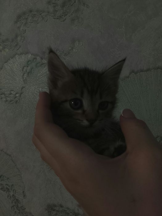 Отдам котят степной породы