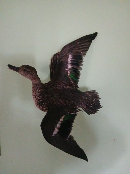 Препарирани птици за интериор