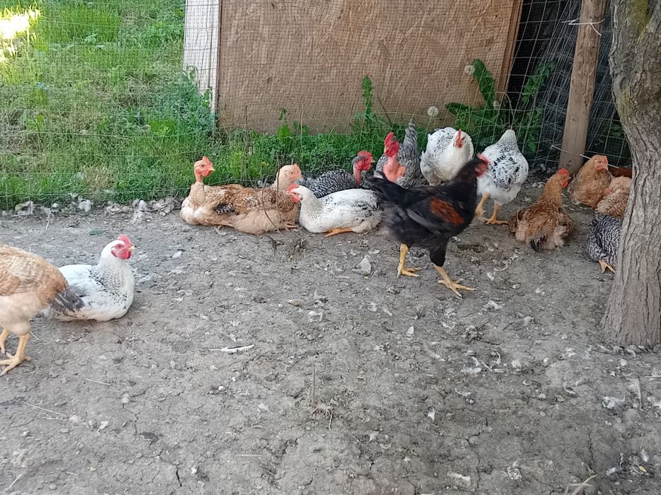 Pui,rațe, bibilici