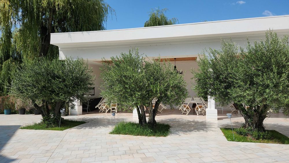 Maslini bonsai seculari 100 pe stoc rezistenti la ger