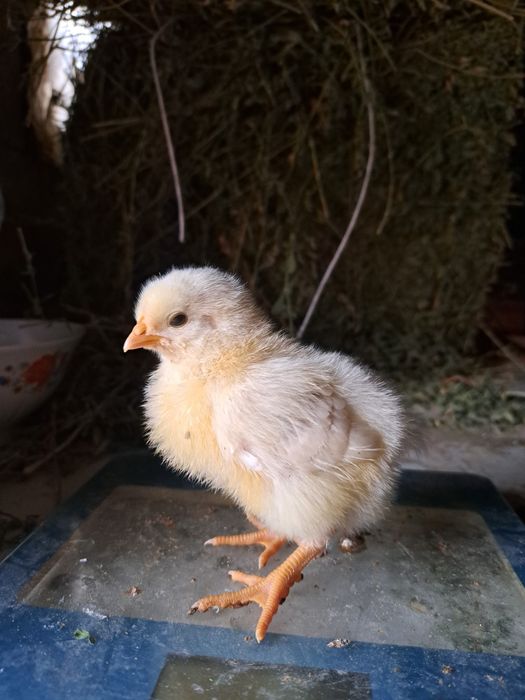 Цеплята Адлер серебристый