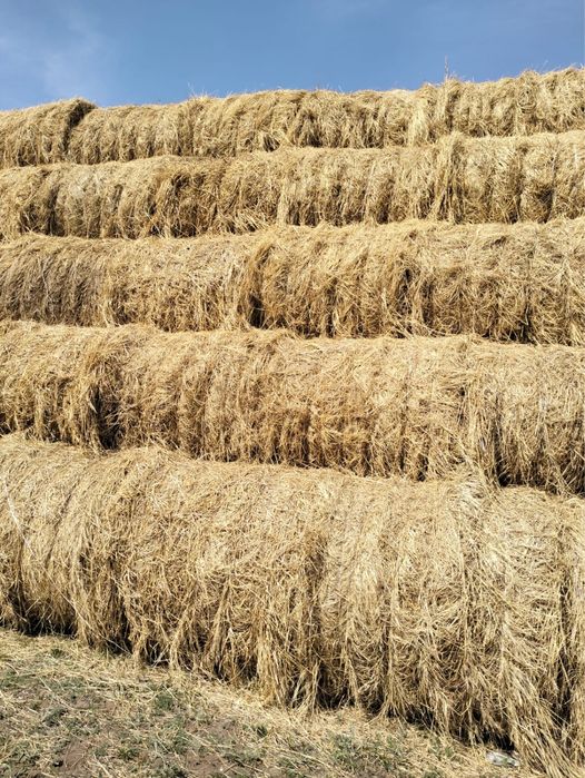 Продаётся качественное, сухое сено в тюках.