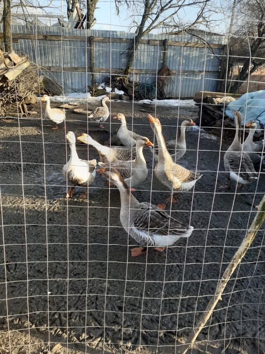 Gaste  Gascani  de vanzare