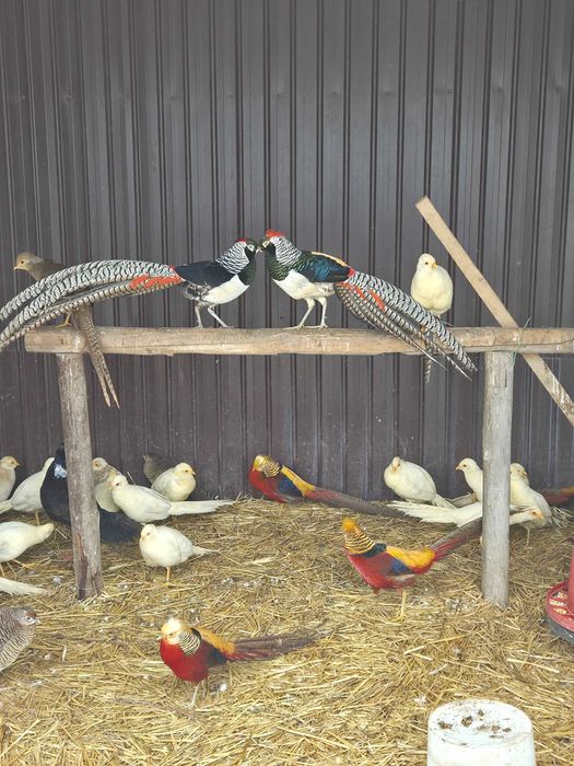 Vând fazani de Ornamet