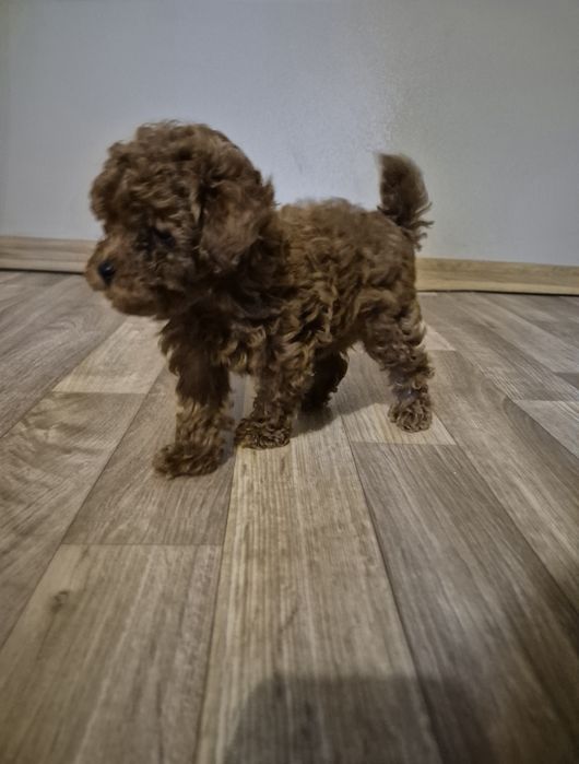 Той пудел  Poodle toy