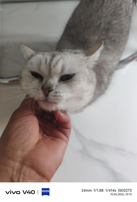 Өте ақылды мысық