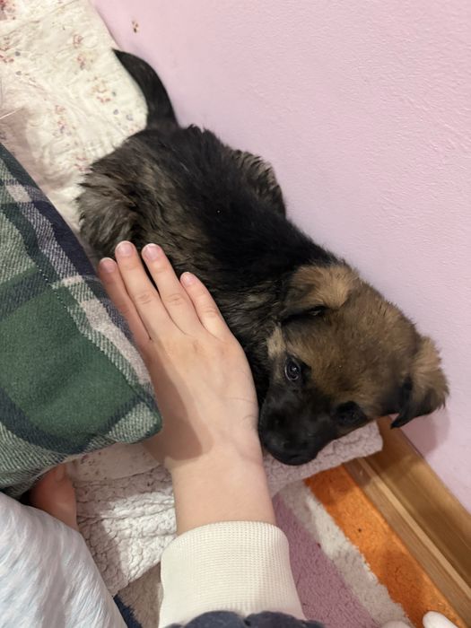 отдам в добрые руки