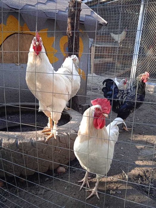 Петухи домашние молодые