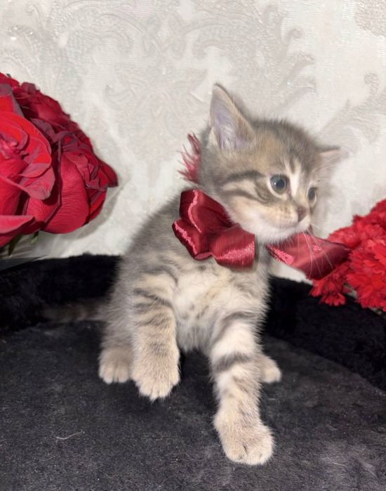 Котёнок Мальчик 1,5 мес