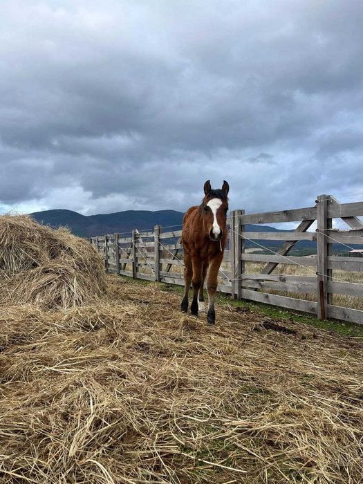 Продавам бебета кончета