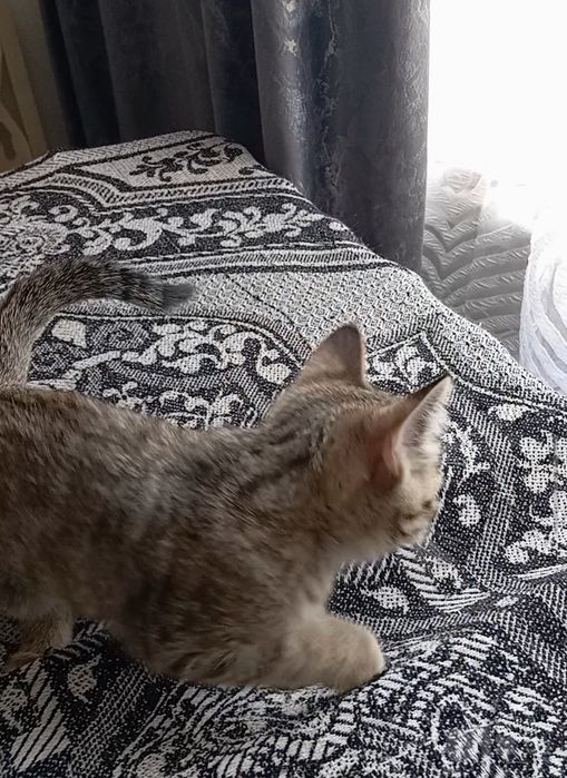 Котенок мальчик, 2 мес., умный, не крикливый.