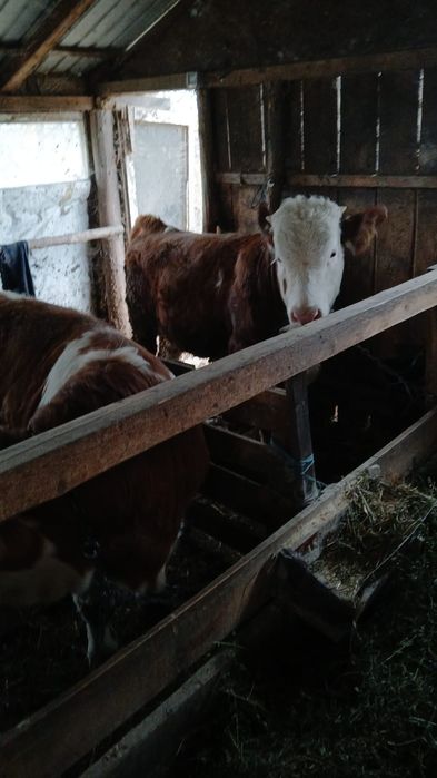 Vând viței bălțați!