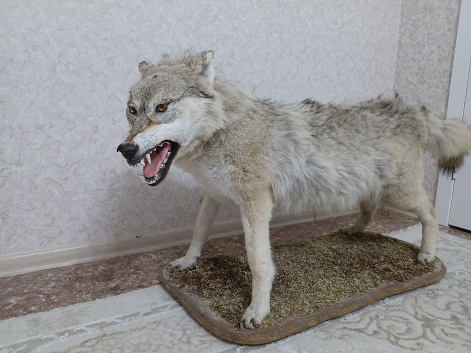 Чучело волка. Большого размера.