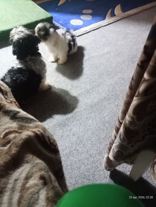 Pui de de catel situ de vânzare