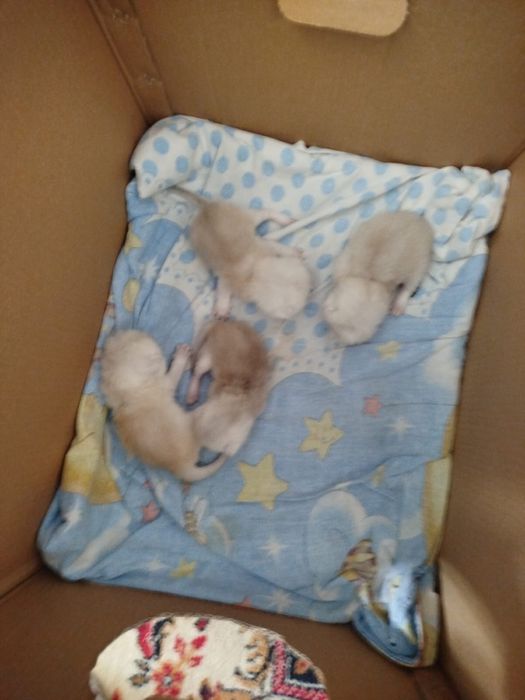 котята породисыте  британцы