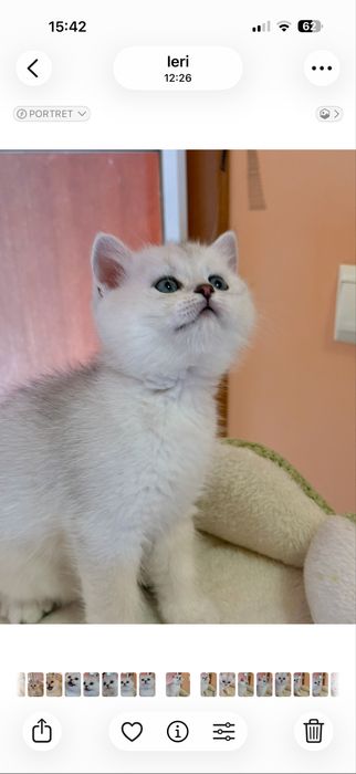 Britsh short si long hair silver point