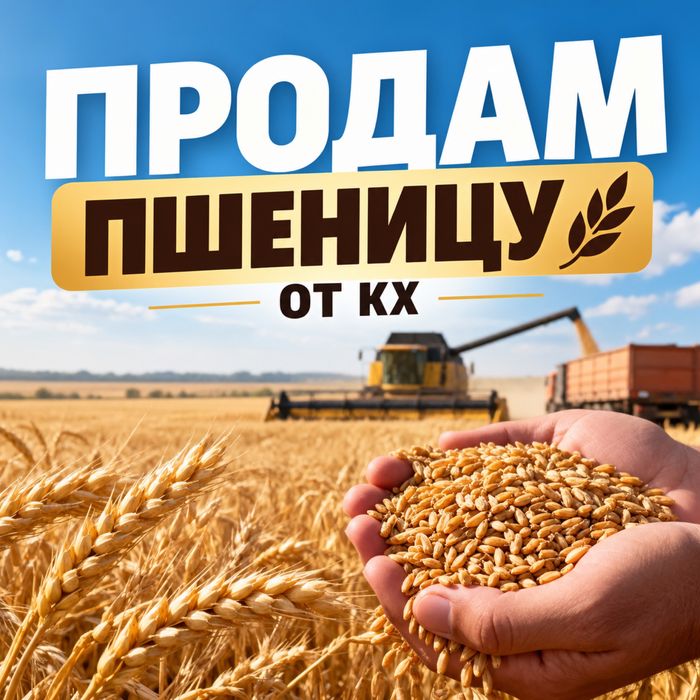 Продам пшеницу от КХ