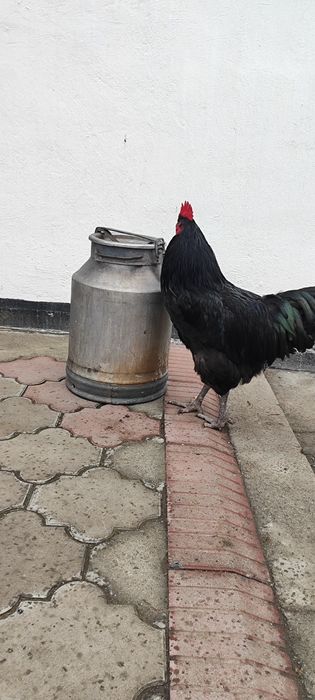 Петух от джерсийского гиганта