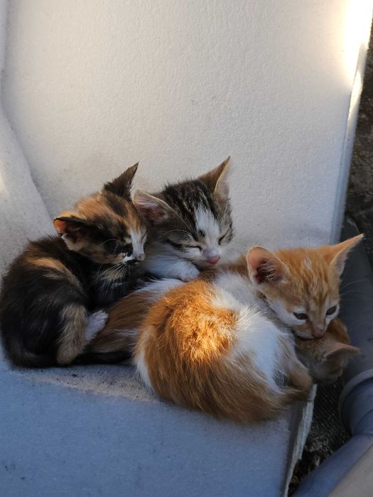 Подарявам котенца