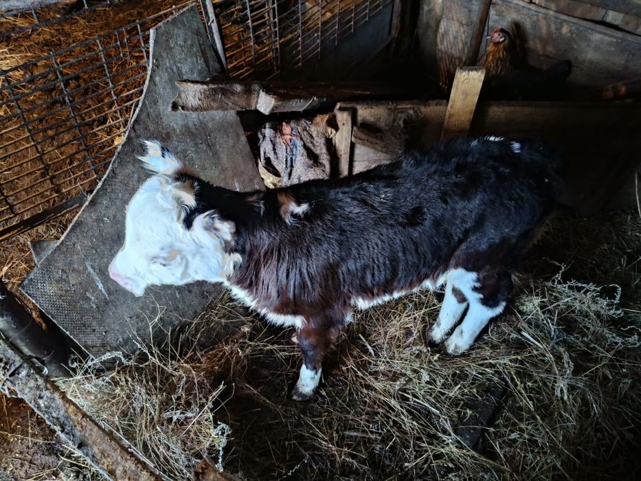 Продам теленка (телочка)