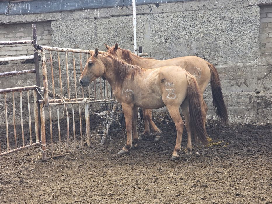 Мұғалжар тұқымы Құнандар сатамын