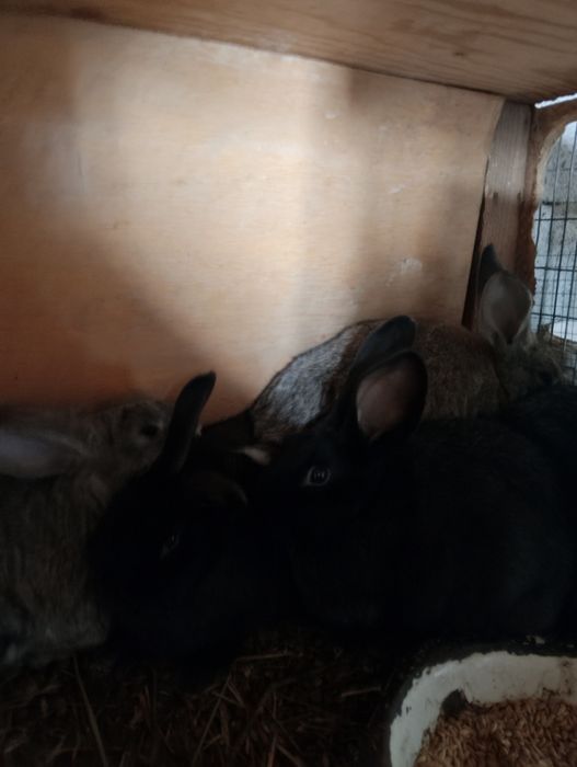 Продам крольчат три месяца