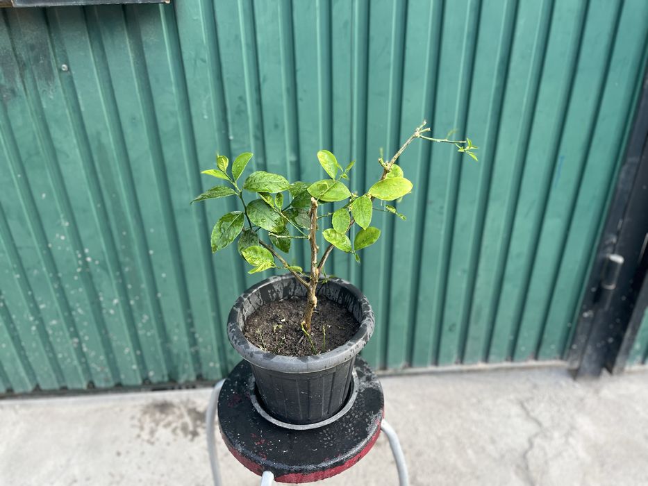 Лимонное дерево мейера