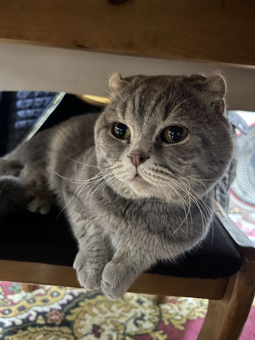 Mushuk kopaytirishga sotiladi ogil bola