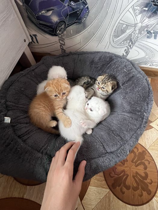 Кошечки веселоухи
