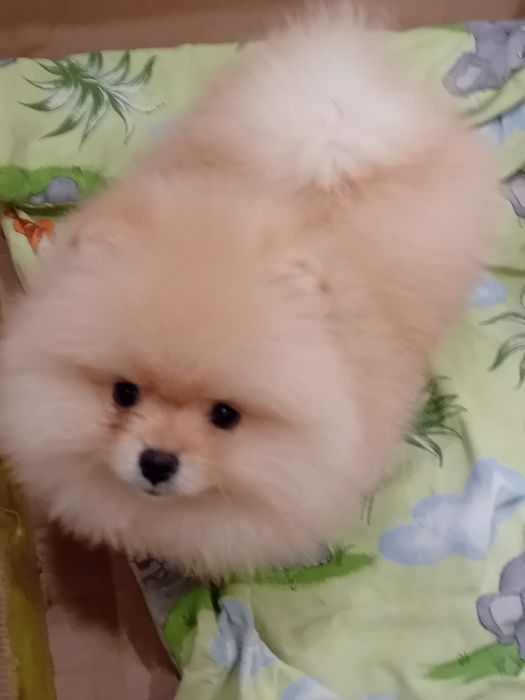 Померан мини померанче