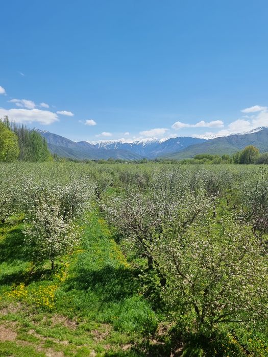 Яблоневый сад...