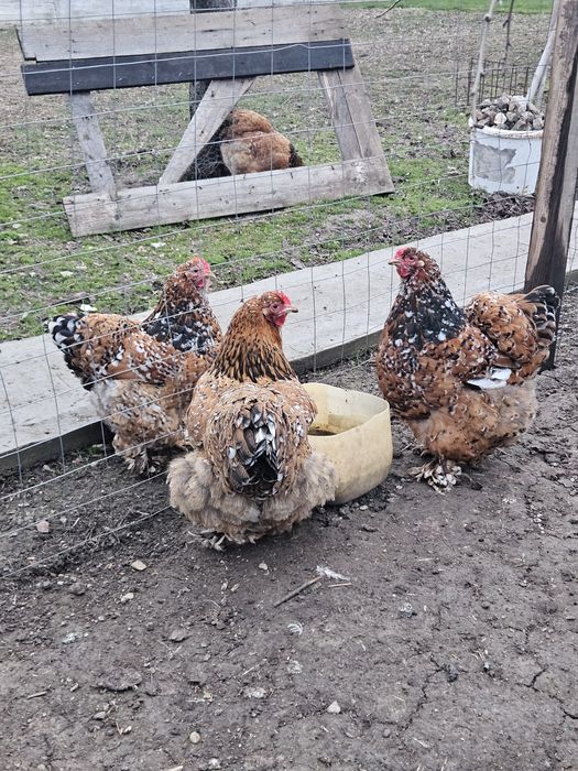 Oua pentru incubat brahma portelan