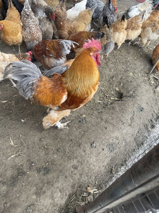 петухи продам хорошие