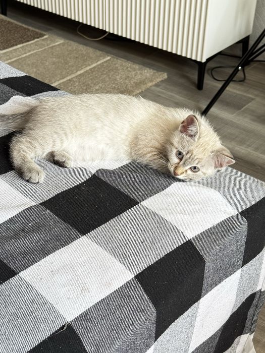 Отдам котенка (девочка) вместе с лотком