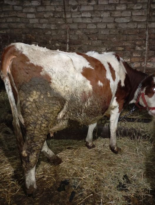 Junică la prima fătare douăzeci de litere de lapte pe zi  lapte foarte