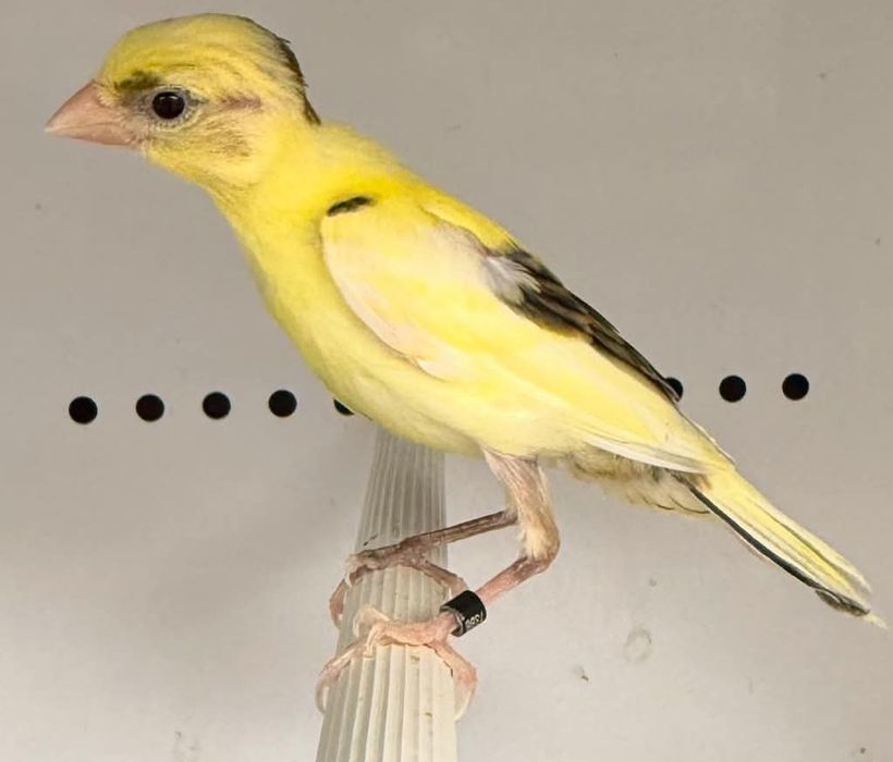 Canari rasa spaniola