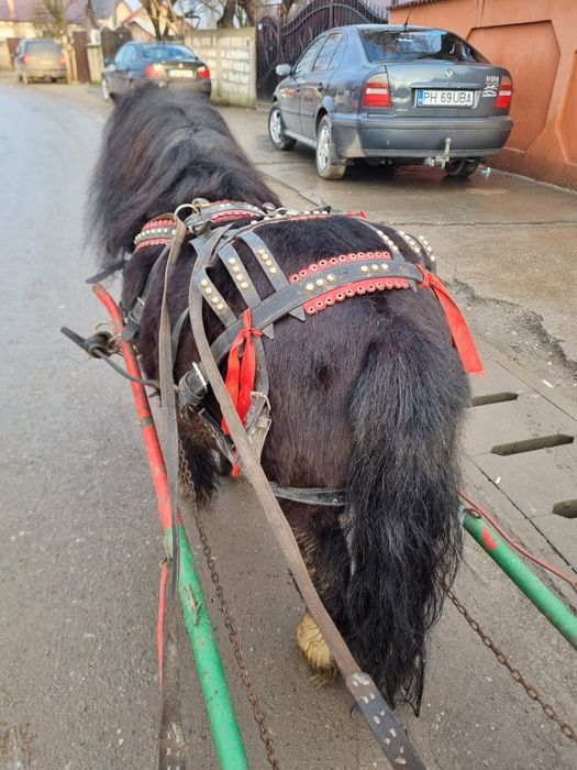 Vând ponei armăsar foarte cuminte