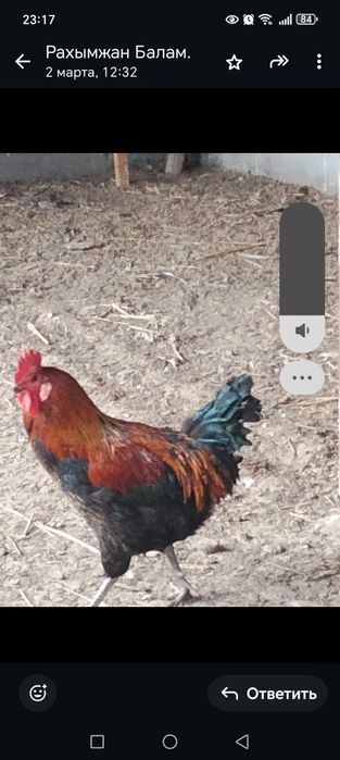 Әтештер сатылады. 11— айлық.