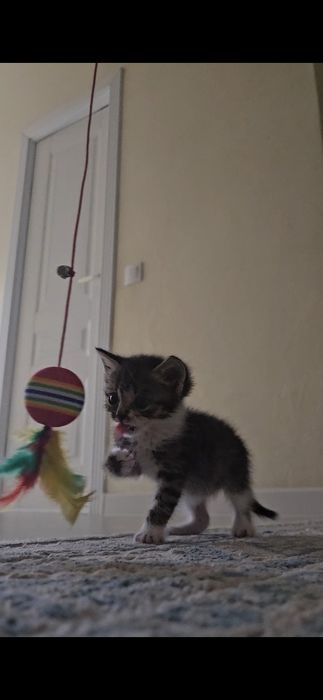 Котенок бесплатно