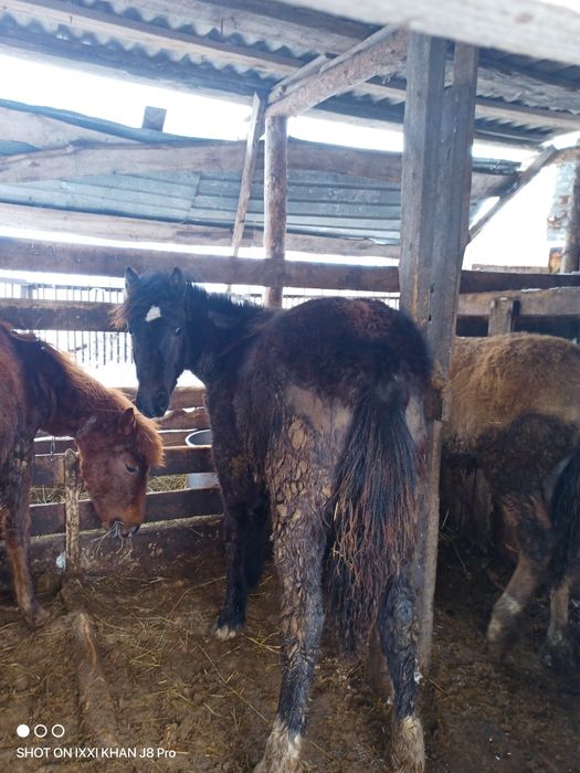 Продам тайчики (девочки)