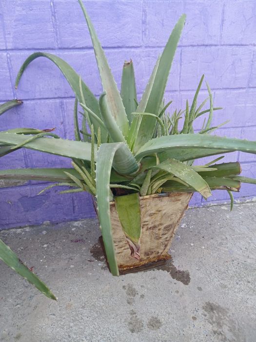 Продам комнатные цветы