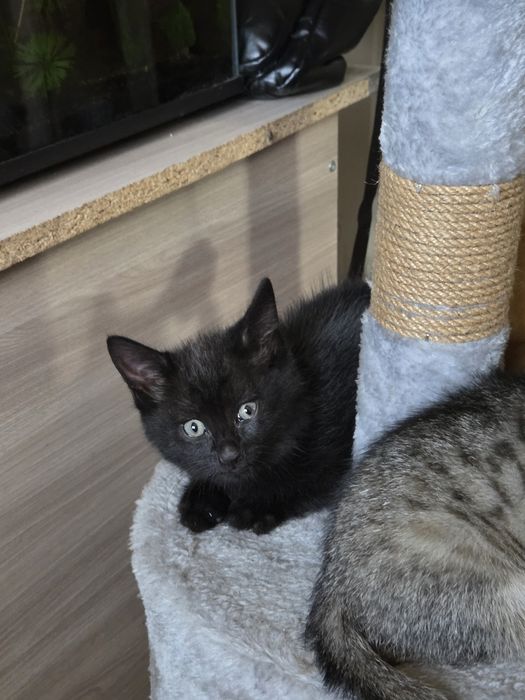 Котята в  добрые руки
